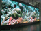 Muro de video LED de interior a todo color de alto contraste P3 (placa 576X576mm)